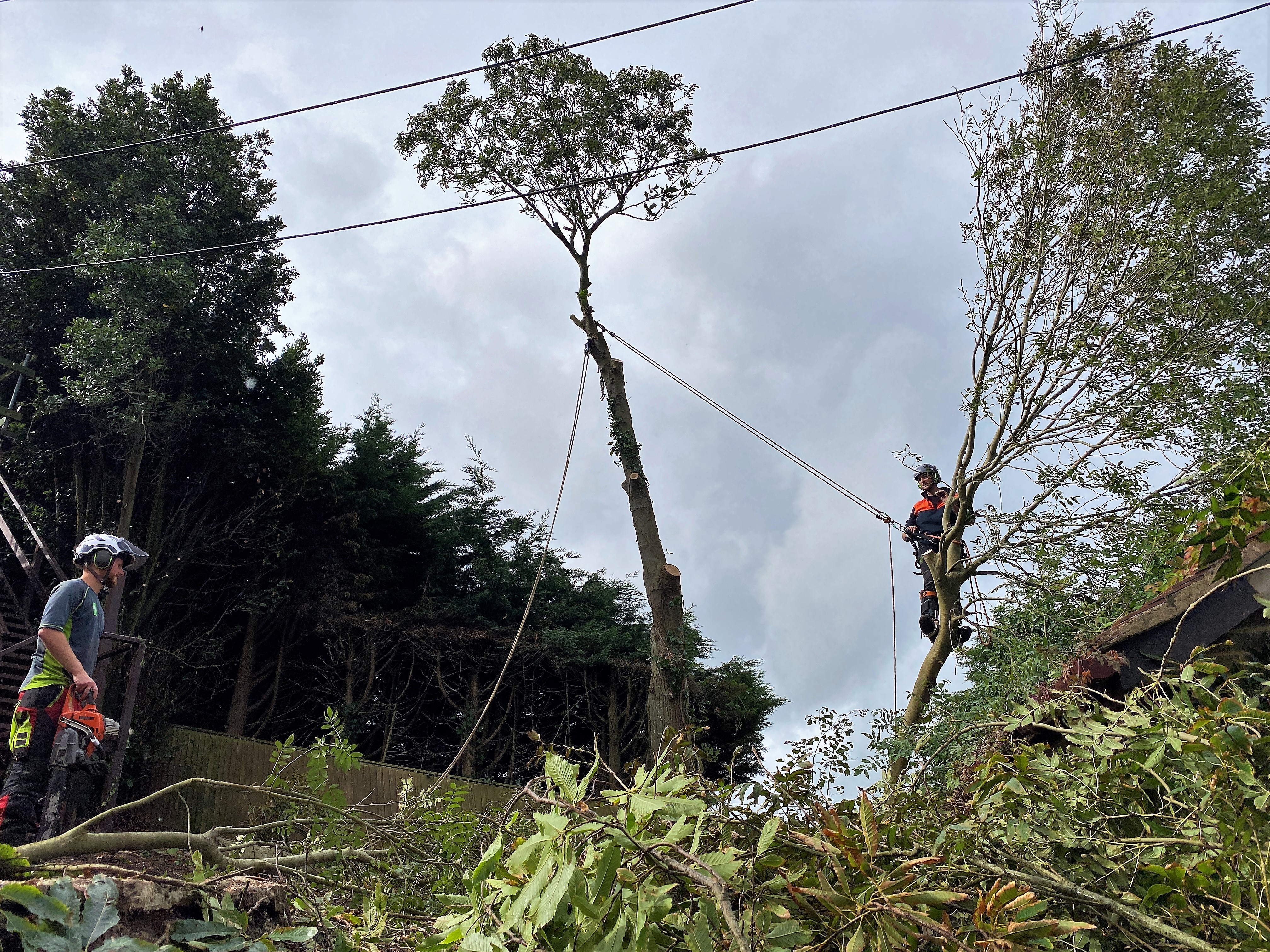Tree Care in Weymouth, Dorchester, Portland in Dorset by Weymouth tree surgeon team at Dorset Treeworx Ltd - Tree surgery, tree care, tree removal, hedge trimming, stump grinding services