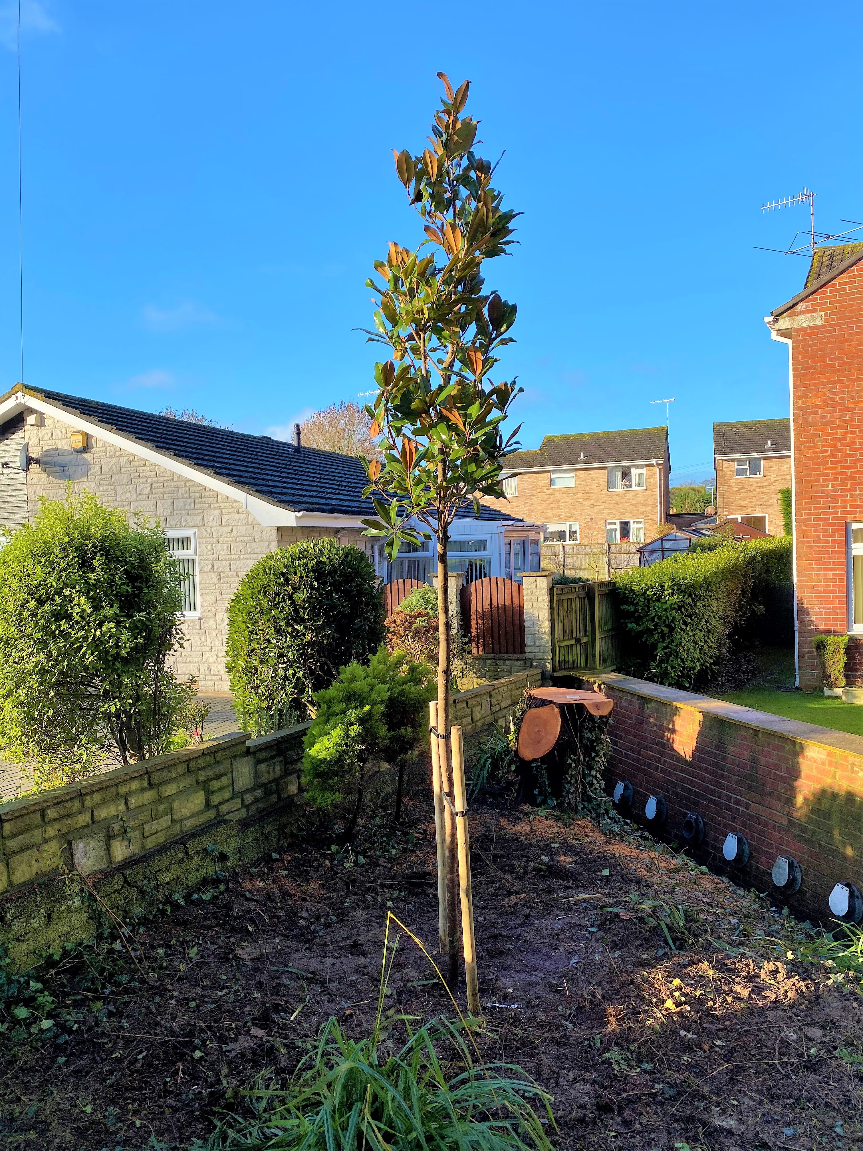 Dorset Treeworx Ltd | Tree planted in Weymouth, Portland, Dorchester in Dorset - Tree planting after tree removal with a Dorset council tree application consent in Weymouth, Dorset