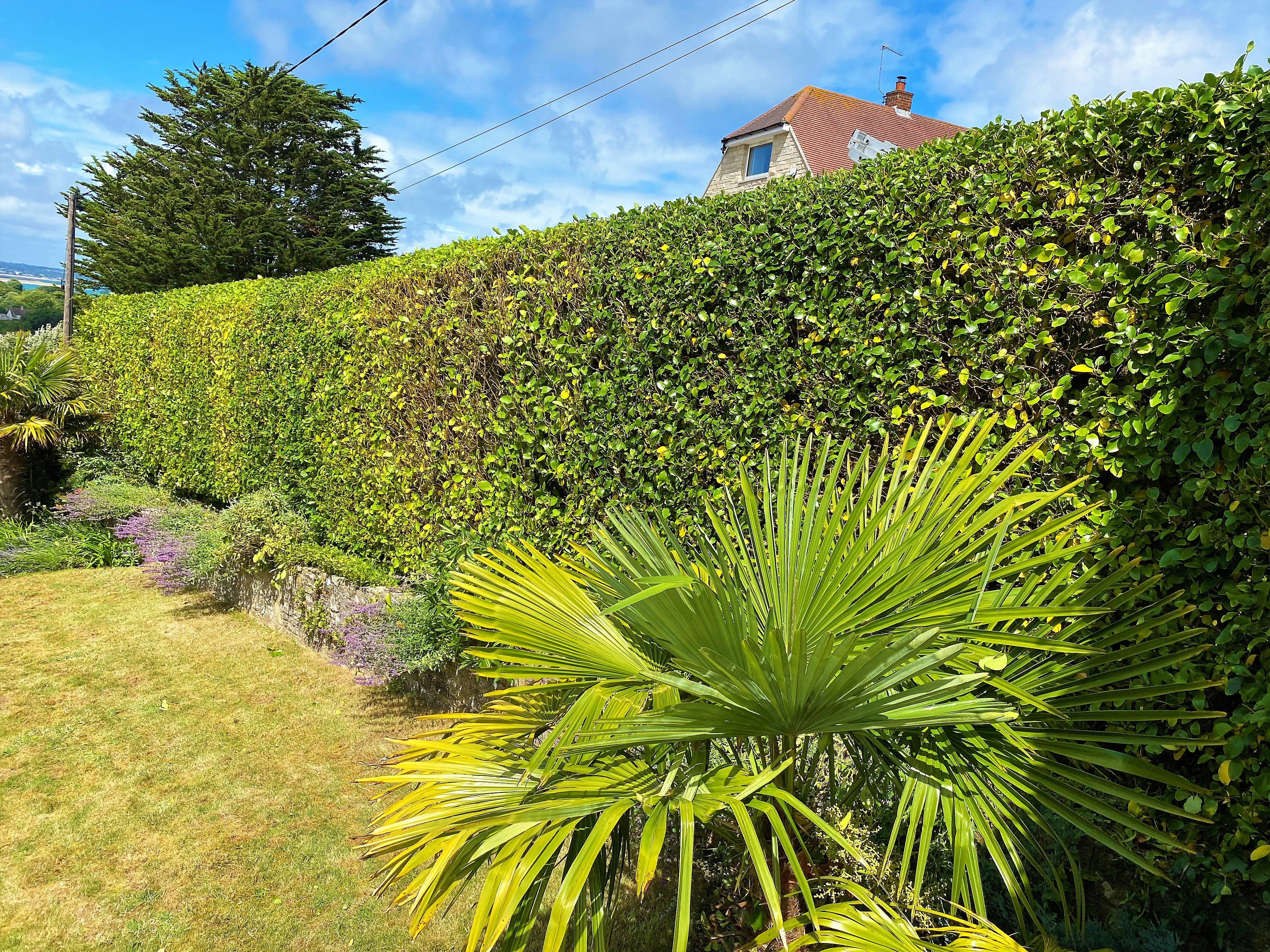 Hedge removal Dorchester, Weymouth &  Portland, Dorset - Dorset Treeworx offering hedge services that cover hedge trimming, cutting, pruning, reducing and stump grinding.