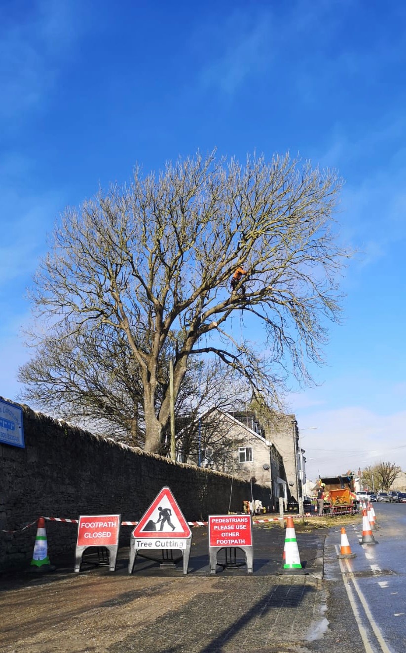 Emergency tree surgery Weymouth, Dorchester, Portland, Dorset. Dorset Treeworx Ltd Tree services to make trees safe that have broken and hanging branches, split trees, wind damage and clearing fallen and uprooted trees.