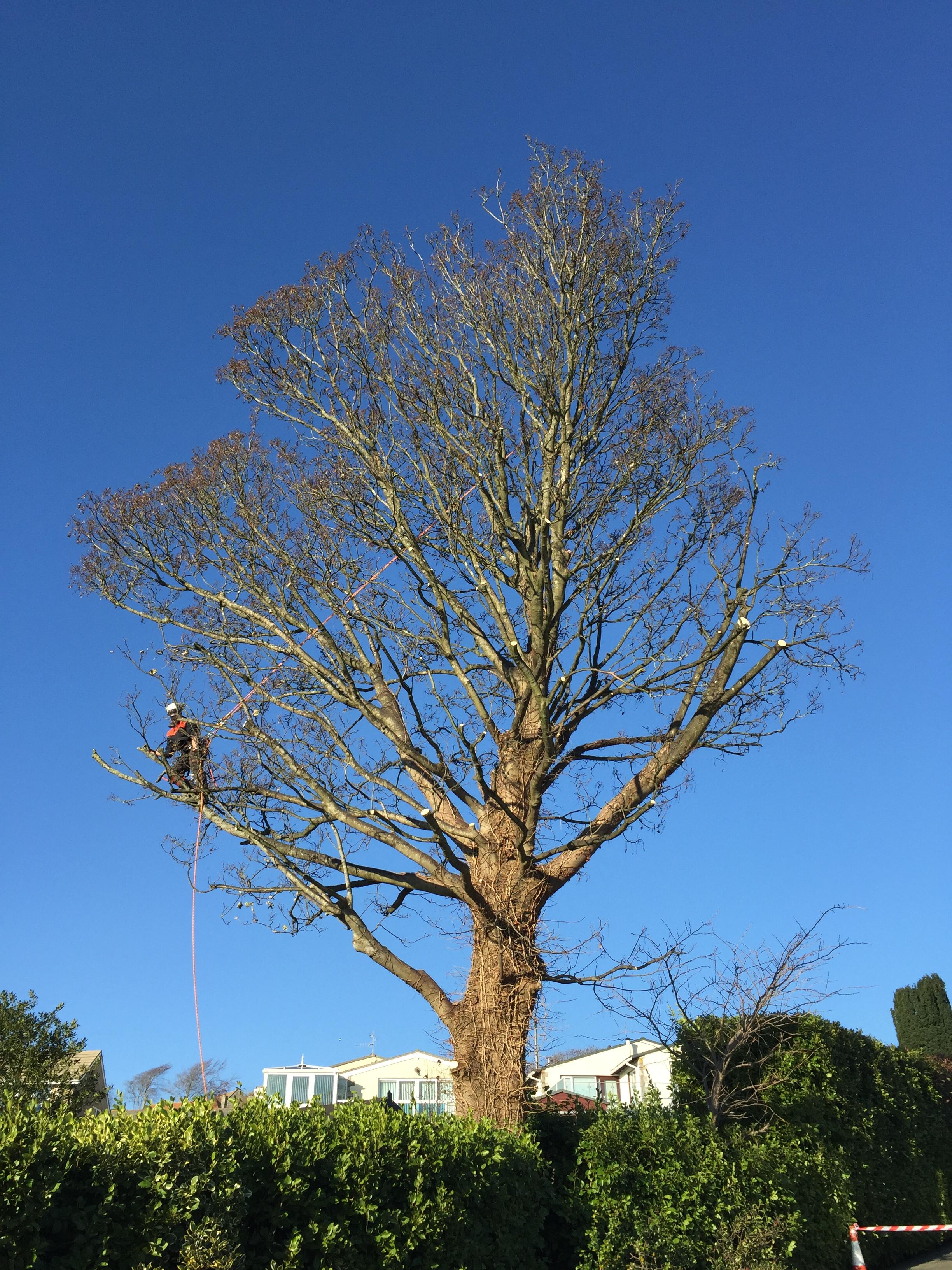Weymouth and Dorchester Tree Care team at Dorset Treeworx Ltd - Tree maintenance by tree pruning in Weymouth, Portland, Dorchester in Dorset