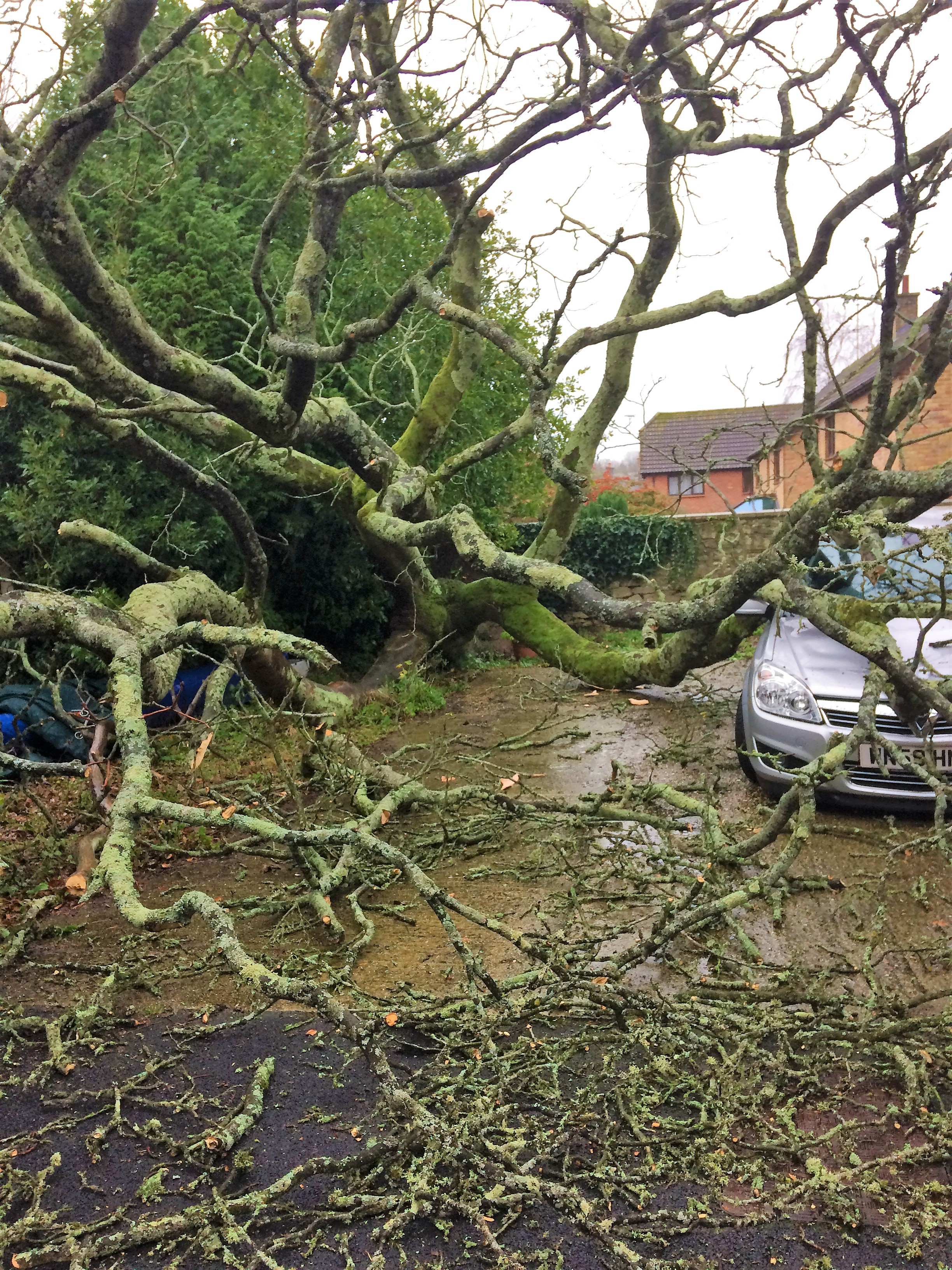 Emergency tree service Weymouth, Portland, Dorchester, Dorset. Tree surgery team at Dorset Treeworx Ltd - making safe trees that have broken and hanging branches, split trees, wind damage and clearing fallen and uprooted trees.