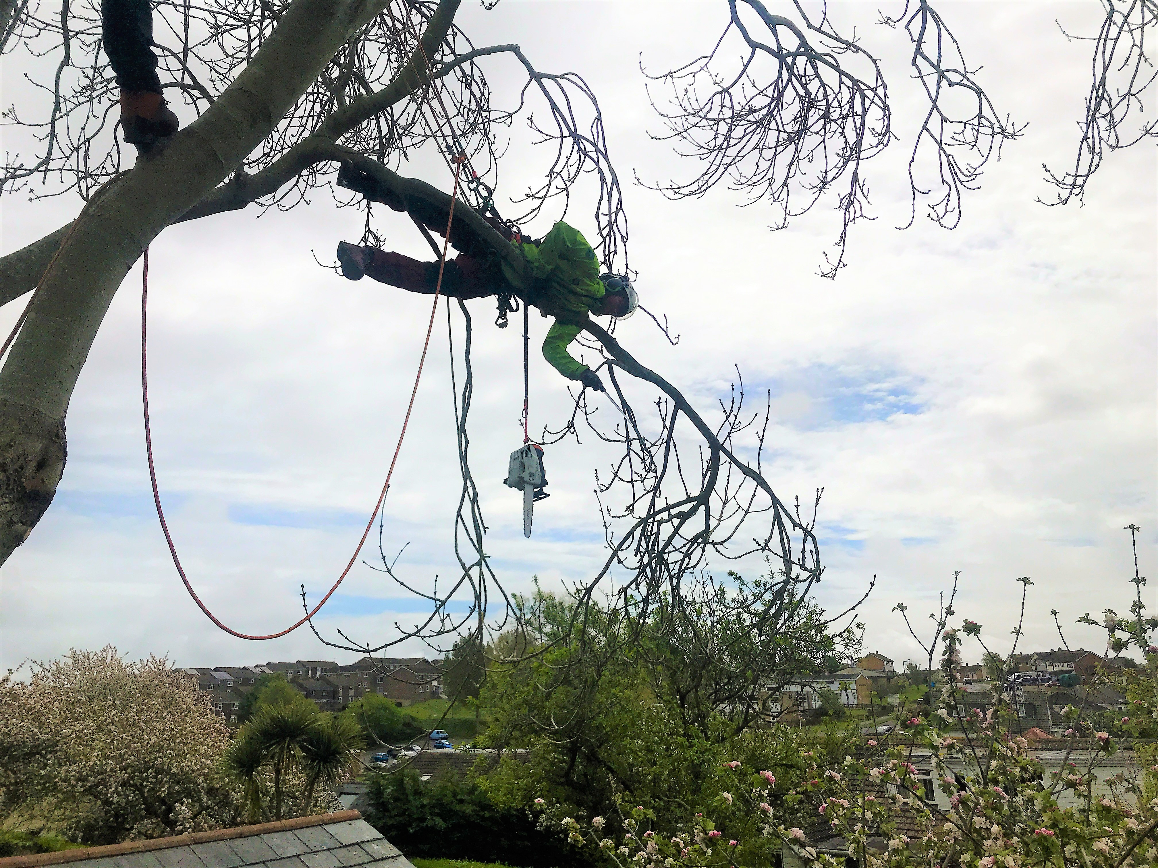 Weymouth Tree Care Services team at Dorset Treeworx Ltd - Tree care tree pruning maintenance Weymouth, Portland, Dorchester in Dorset