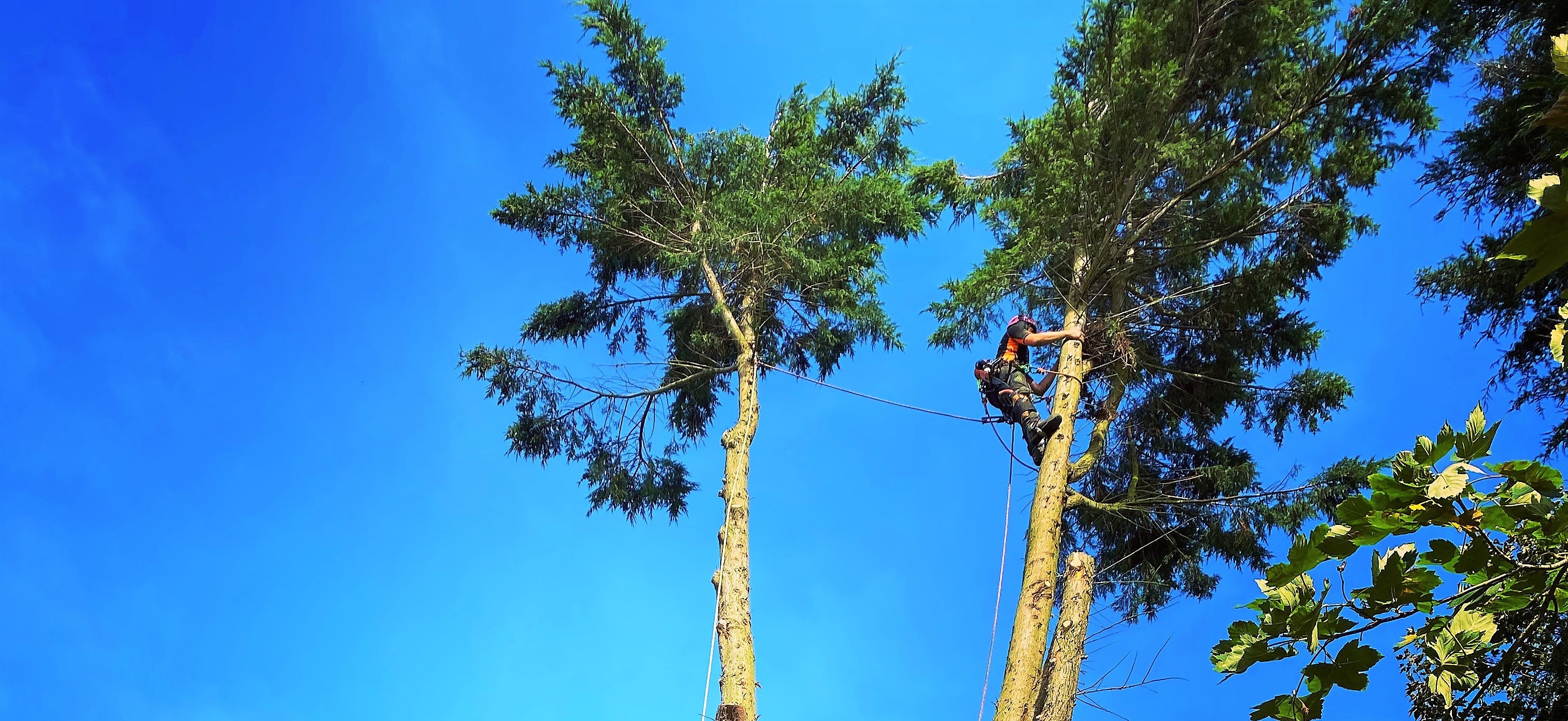 Tree surgery Dorchester in Dorset - Dorset Treeworx Ltd offering tree surgery services,tree