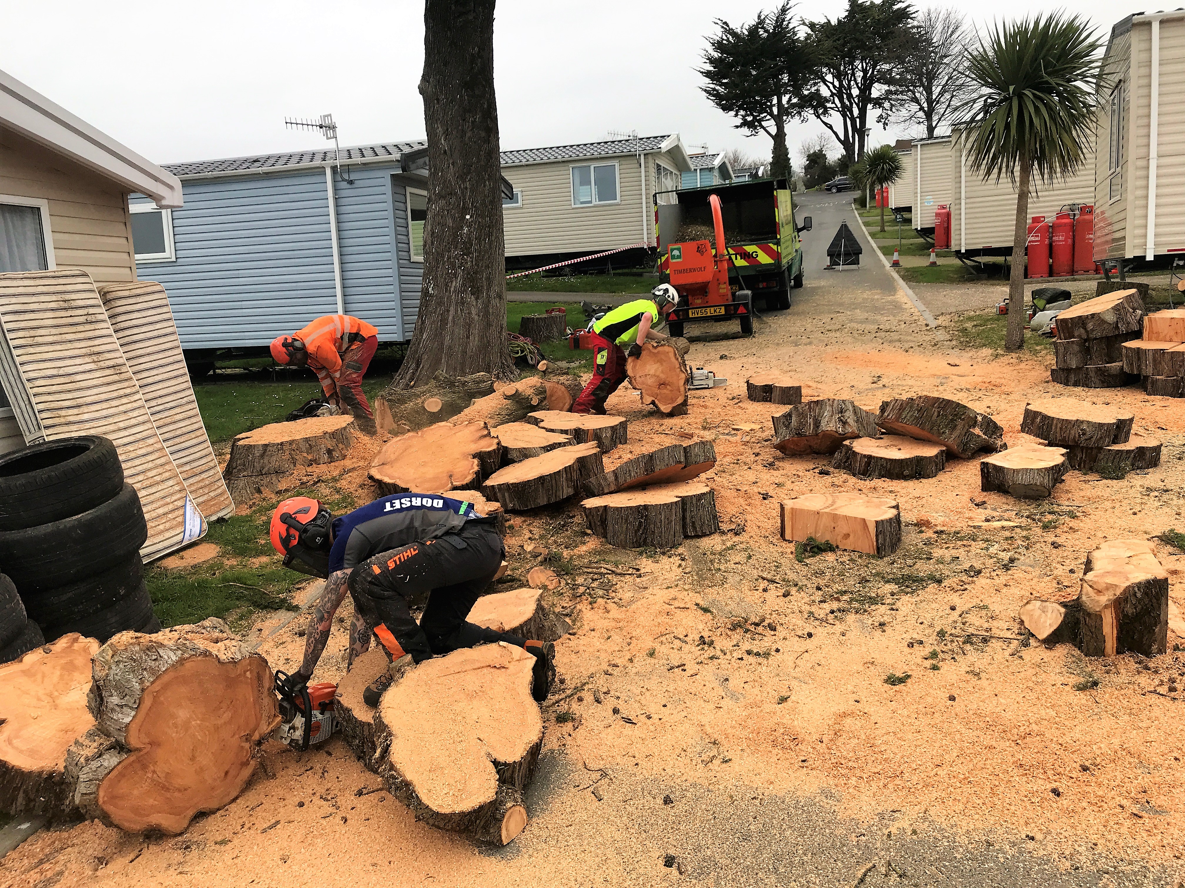 Tree removal in Weymouth, Dorchester, Portland in Dorset - Dorset Treeworx team covering tree felling, tree removal, stump removal services