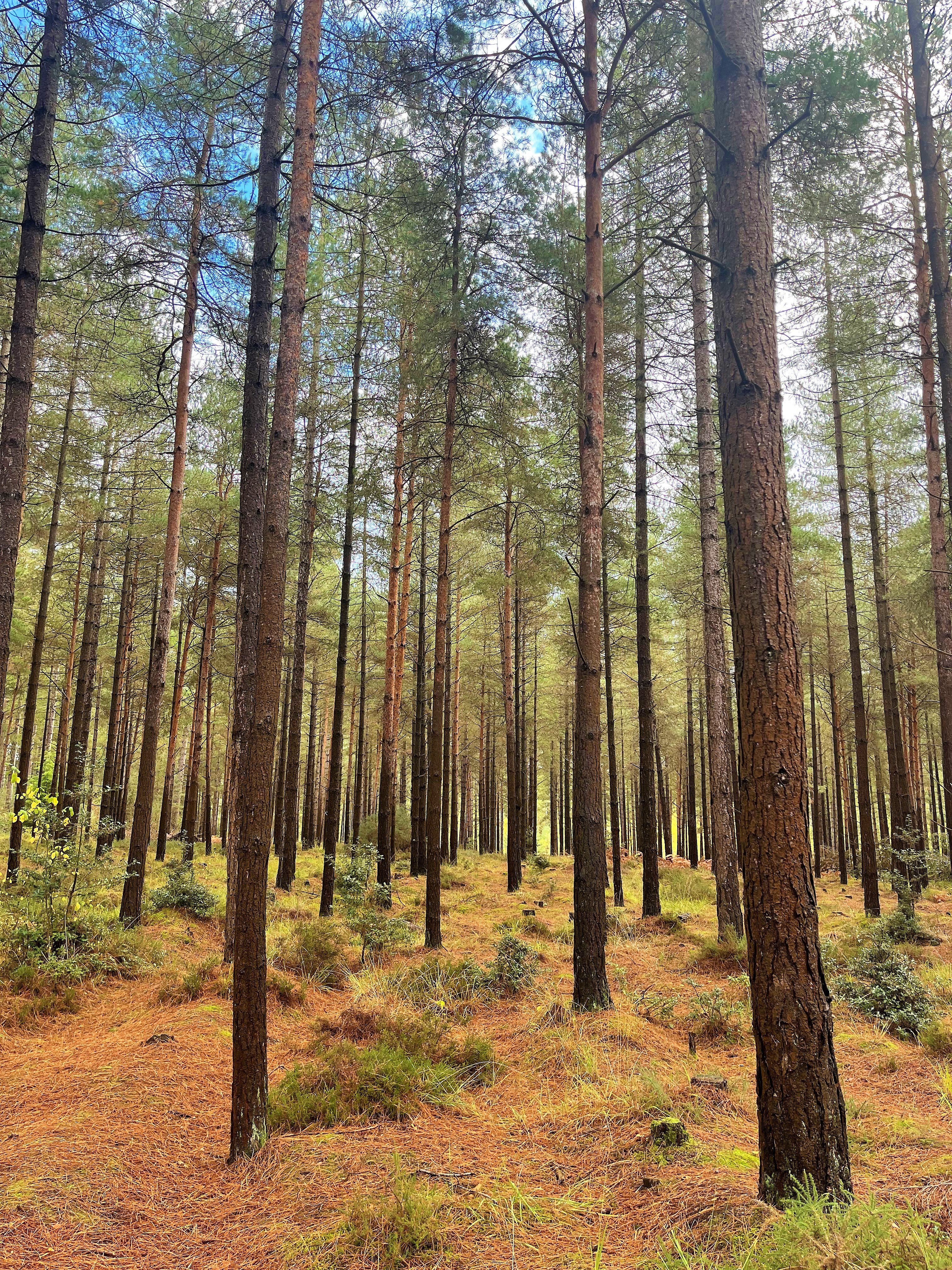 Tree services in Dorchester, Dorset - Dorset Treeworx Ltd tree surgeon team offer a wide range of tree surgery services in Dorchester, Weymouth, Portland, Dorset