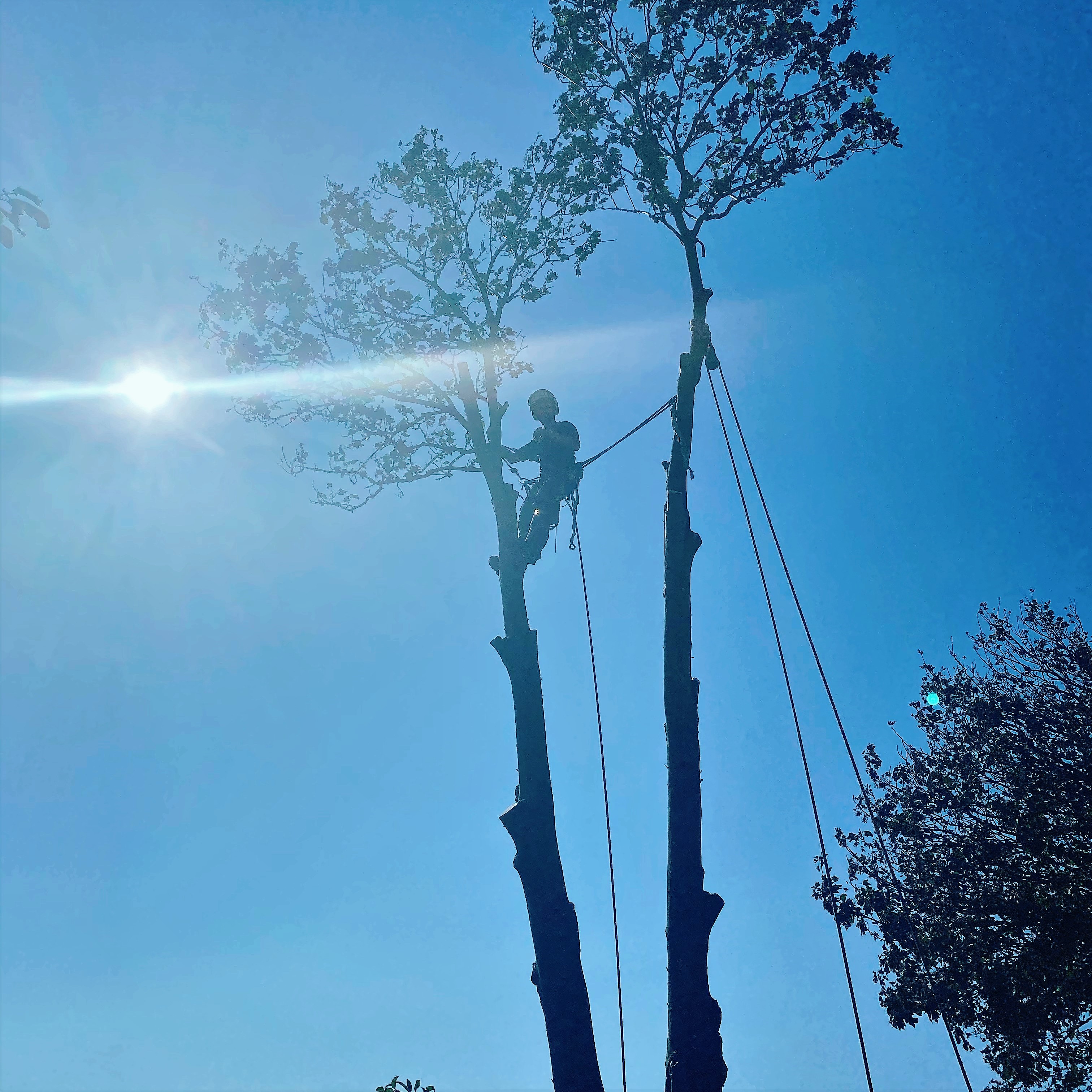 Tree Surgeon Weymouth, Portland, Dorchester - Tree climber working in a tree as part of the tree team at Dorset Treeworx Ltd