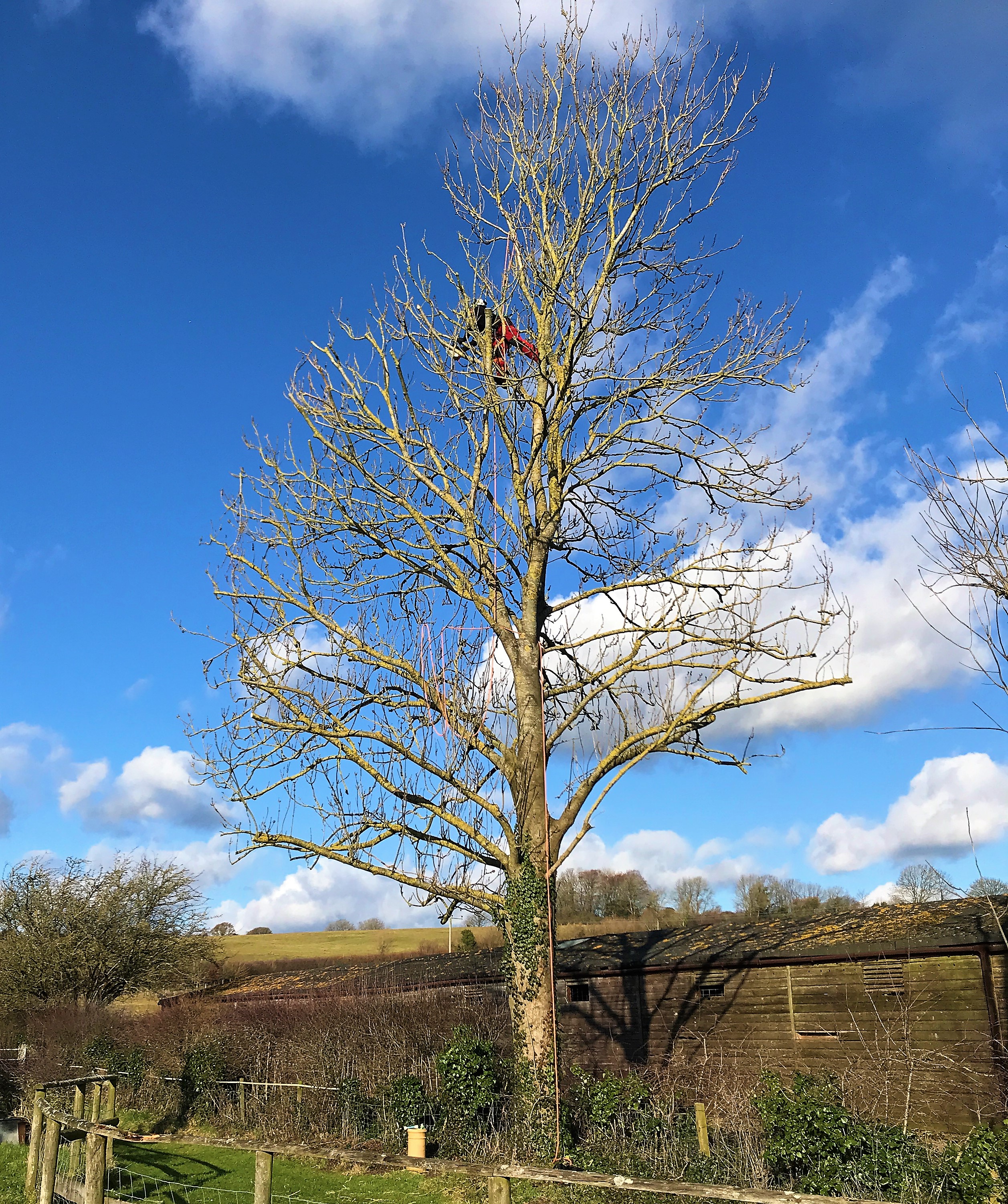 Weymouth Tree Care Service team at Dorset Treeworx Ltd - Tree pruning maintenance Weymouth, Portland, Dorchester in Dorset