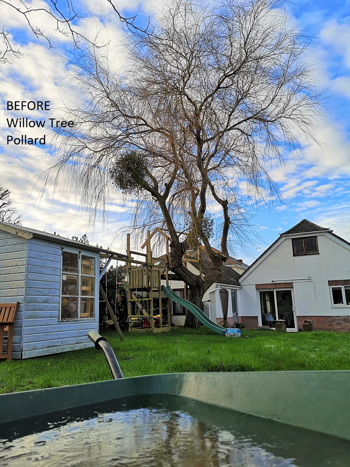 Weymouth tree surgeon. Tree Care - Tree Pruning - Photo: before and after. Weymouth Portland Dorchester.