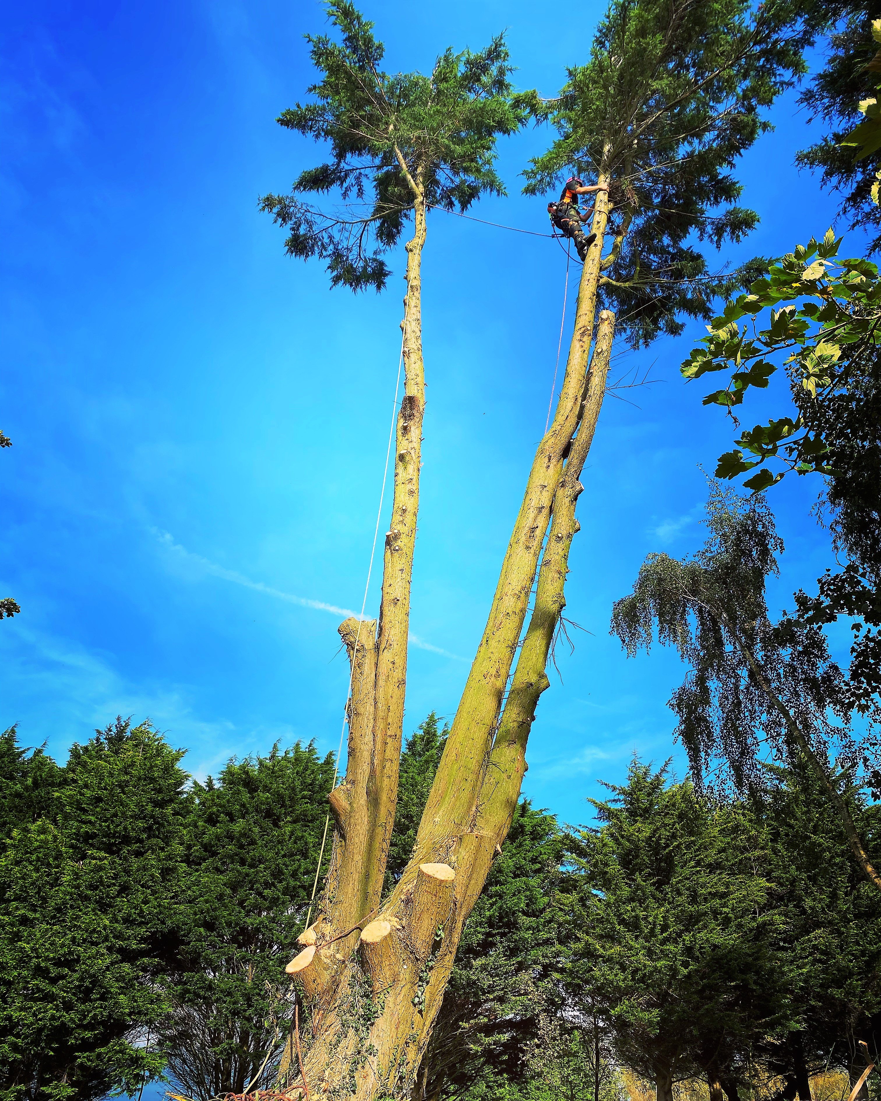 Tree Surgeon in Weymouth, Dorset offering tree care, tree trimming, tree pruning, tree removal, tree felling, tree trim, tree lopping, tree pollarding, tree cutting, tree service in Weymouth, Dorset, uk