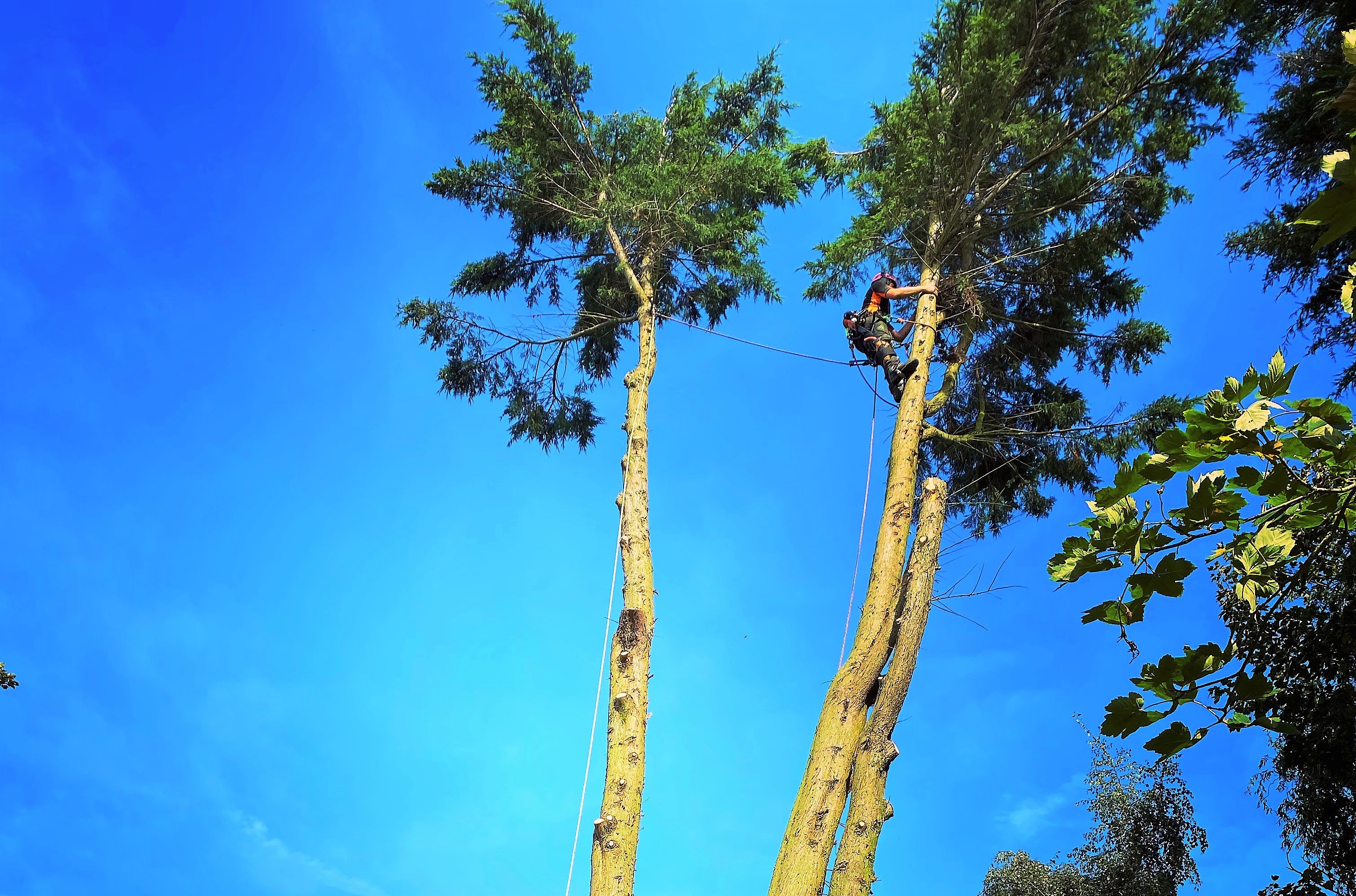 Tree surgeon Portland, Dorset team at Dorset Treeworx Ltd cover tree care, tree removal, tree felling, tree trimming, tree cutting, hedge trimming, hedge removal, stump grinding services in Portland, Weymouth, Dorchester in south Dorset