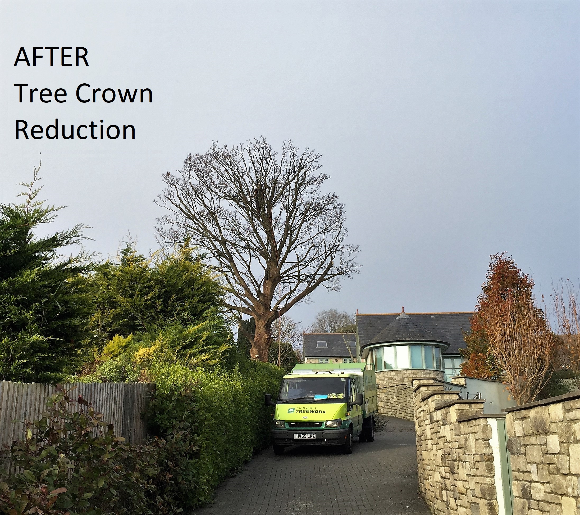 Weymouth tree surgeon. Tree Care - Tree Pruning - Photo: before and after. Weymouth Portland Dorchester.