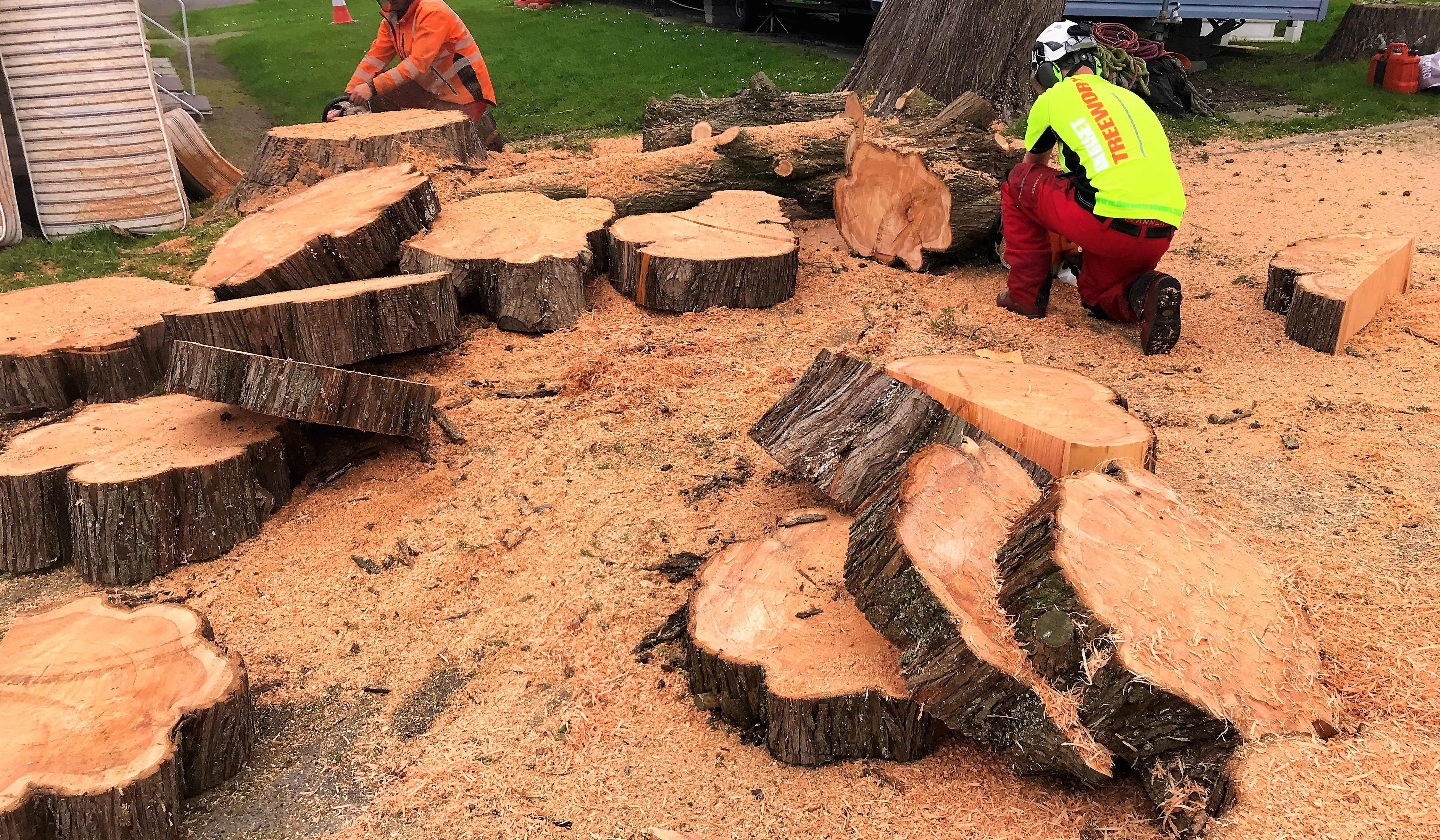 Tree Surgeon in Weymouth at Dorset Treeworx Ltd - Tree Care Services in Weymouth, Dorchester, Portland in South Dorset - All aspects of tree surgery, tree care, tree removal, tree felling, tree trimming, hedge trimming, hedge cutting, hedge removal, stump removal, stump Grinding services.