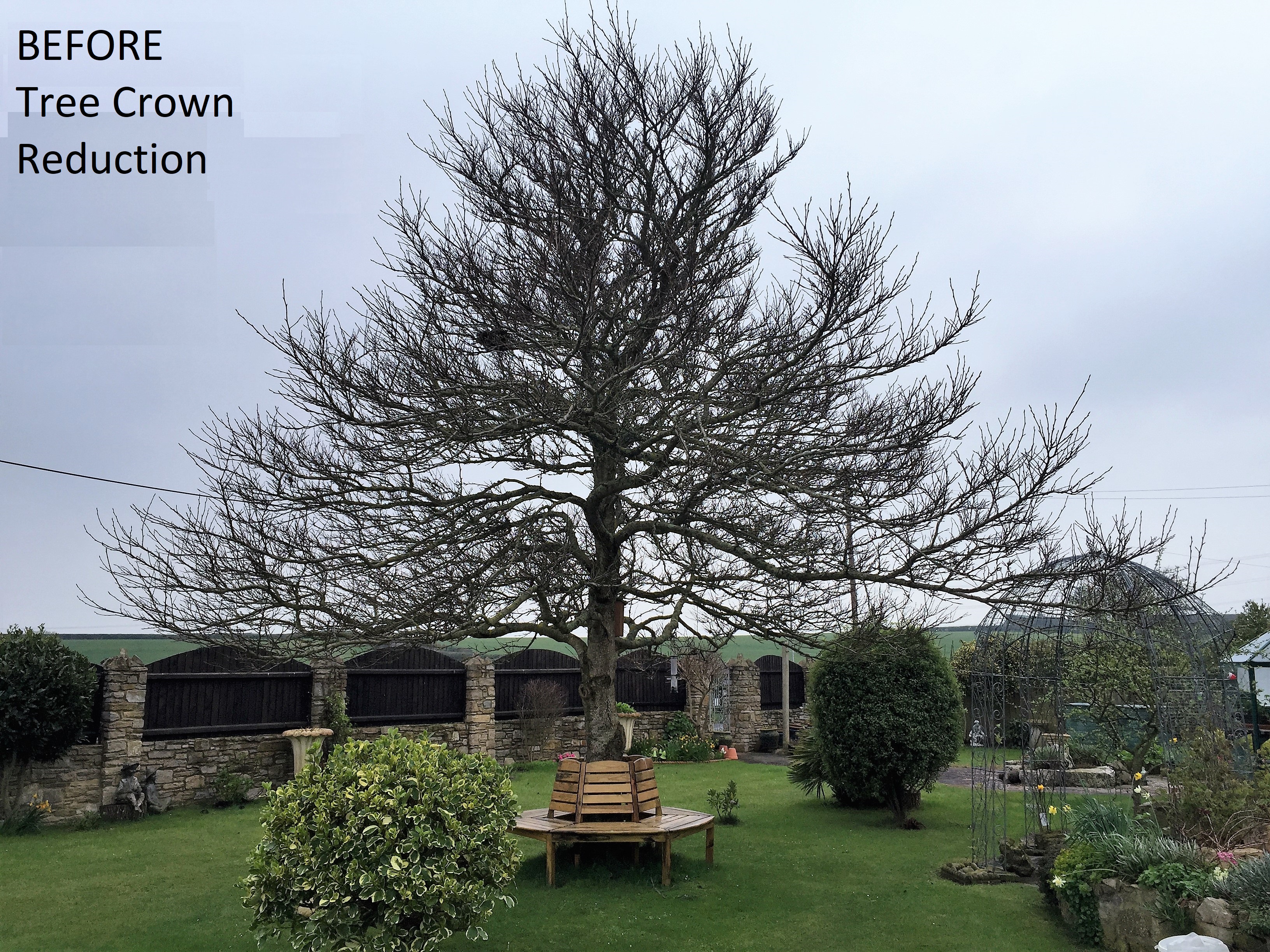 Weymouth tree surgeon. Tree Care - Tree Pruning - Photo: before and after. Weymouth Portland Dorchester.