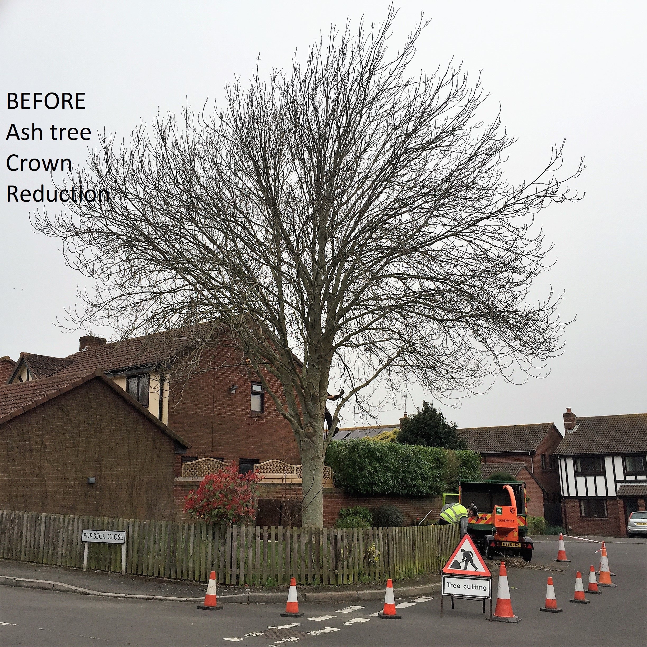 Weymouth Tree Surgeon team at Dorset Treeworx Ltd - BEFORE Tree pruning Weymouth, Portland, Dorchester in Dorset