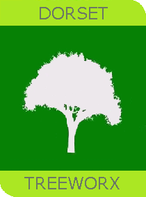 Dorset Treeworx Ltd | Emergency Tree Surgeon Weymouth, Dorchester, Portland, Dorset - making safe trees that have broken and hanging branches, split trees, wind damage and clearing fallen and uprooted trees.