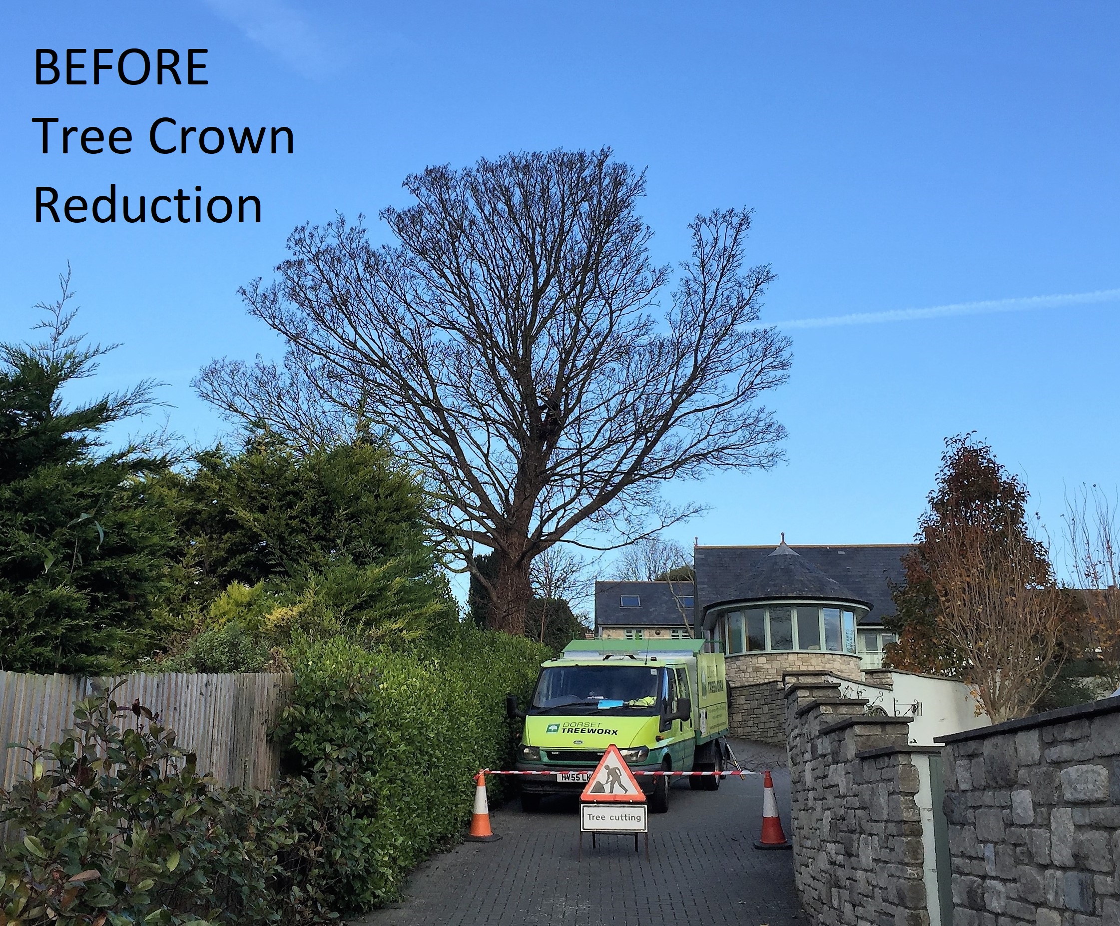 Weymouth tree surgeon. Tree Care - Tree Pruning - Photo: before and after. Weymouth Portland Dorchester.