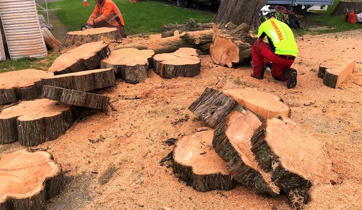 Dorchester tree surgeon - Tree care, tree removal in Weymouth, Dorchester, Portland, Dorset