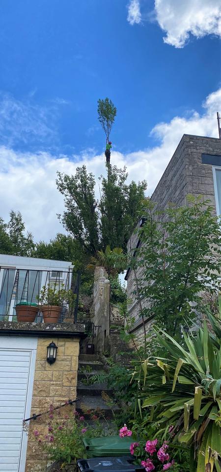 Weymouth tree surgeon - Tree surgery in Weymouth, Dorset